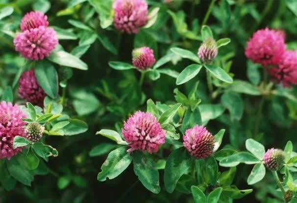 Red Clover Tincture - Organic
