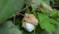 Cotton Root Tincture - Organic