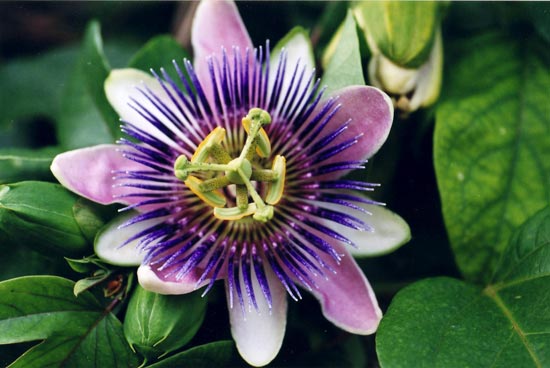 Passionflower Tincture