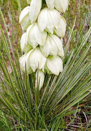 Yucca Plant Spirit Communication Class 5/3/26 with Judy Lieblein