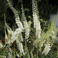 Black Cohosh Tincture
