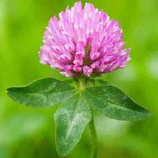 Red Clover Flower Essence .5oz