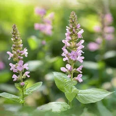 Holy Basil (Tulsi) Tincture - Organic