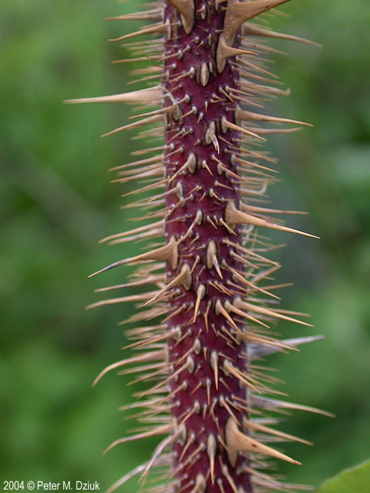 Thorn Medicine - Rose, Ocotillo & Hawthorn with Judy Lieblein 11/15