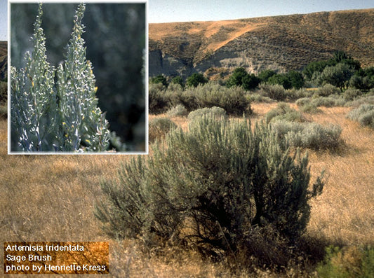Desert Sage (dried)
