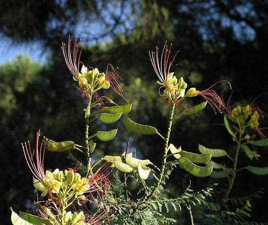 Intro to Herbal Energetics Series with Judy Lieblein Begins 5/21 -
