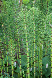 Horsetail Tincture - Organic - Milagro Herbs - Handmade Organic Herbal Remedies & Medicinal Plants