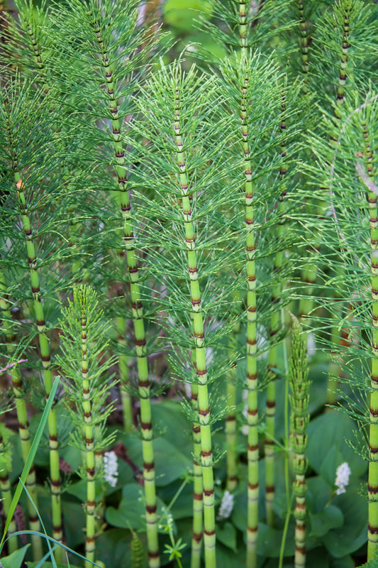 Horsetail Tincture