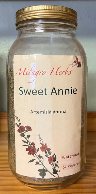 Sweet Annie (Dried) - Organic