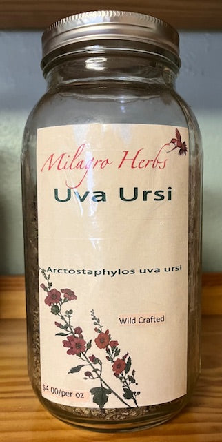 Uva Ursi (Dried) - Wildcrafted