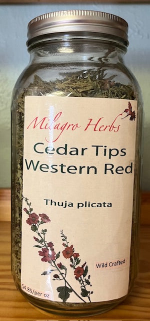 Cedar Tips Western Red (dried) - Wildcrafted – Milagro Herbs