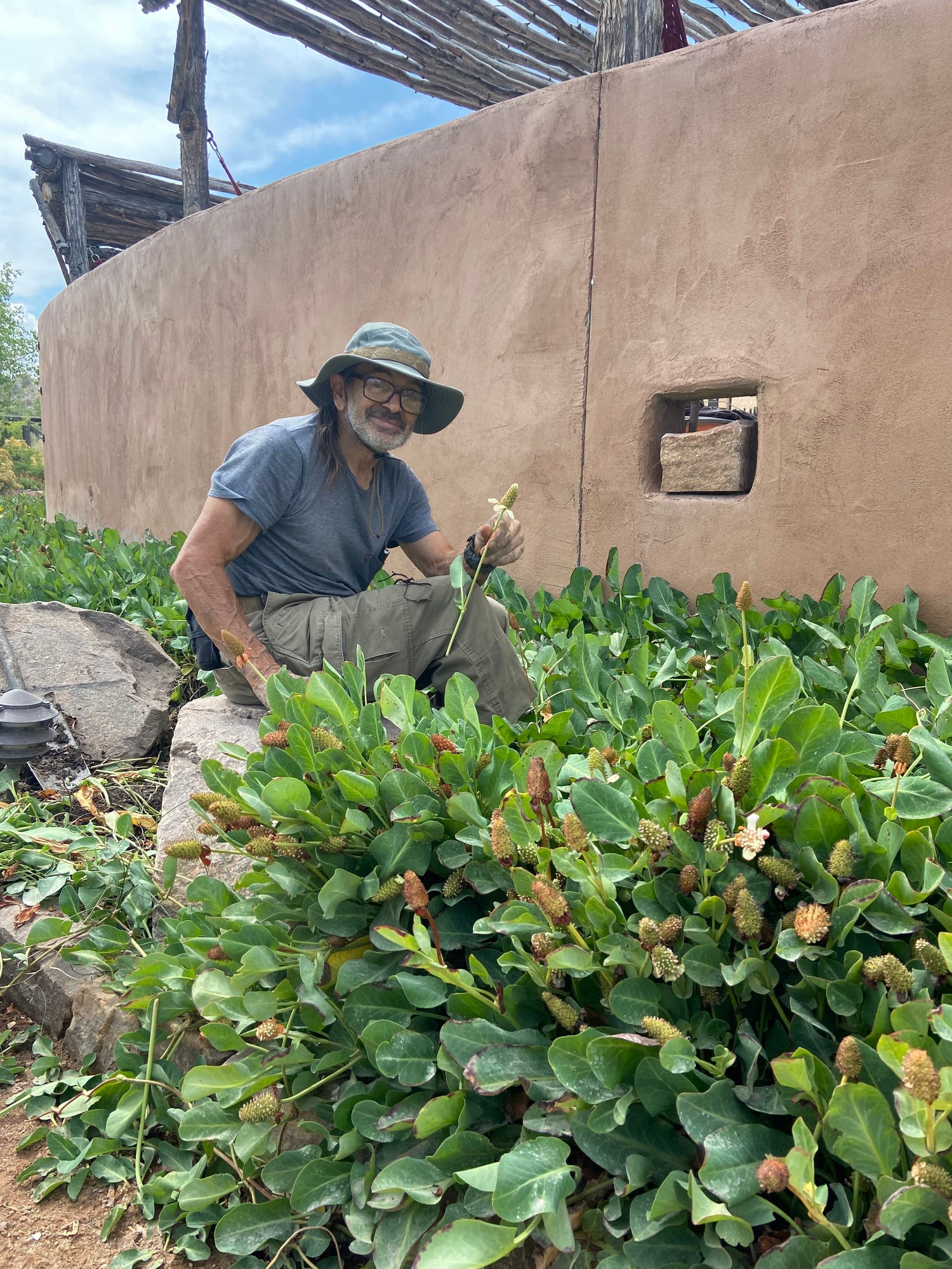 Santa Fe Medicinal Plants and Edible Herbs Classes