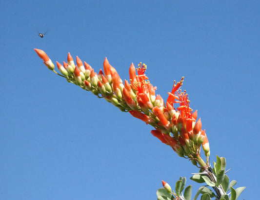 Ocotillo Plant Spirit Communication Class with Judy Lieblein 4/27/25