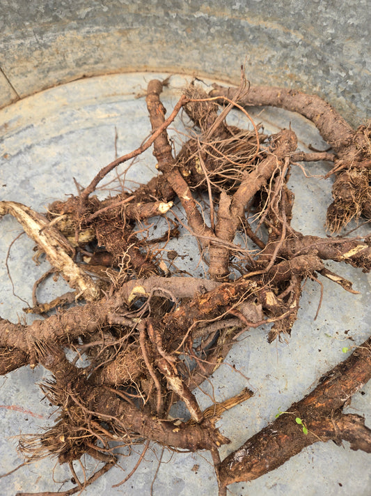 Oshå root (Dried)