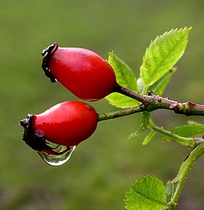 Rose hips (Dried)