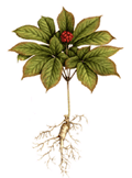 American Ginseng Tincture