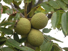 Black Walnut Tincture - Wildcrafted - Milagro Herbs - Handmade Organic Herbal Remedies & Medicinal Plants