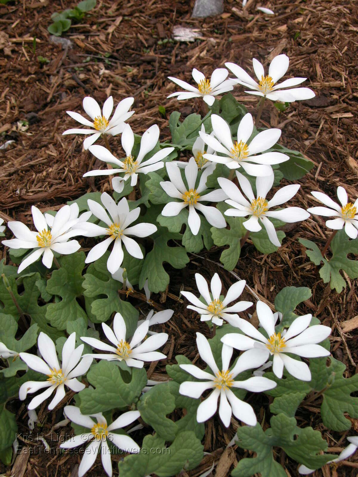 Bloodroot Tincture