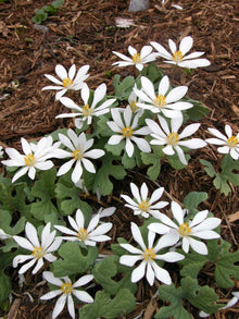 Bloodroot Tincture  - Organic - Milagro Herbs - Handmade Organic Herbal Remedies & Medicinal Plants