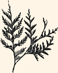 Cedar Tips (dried)