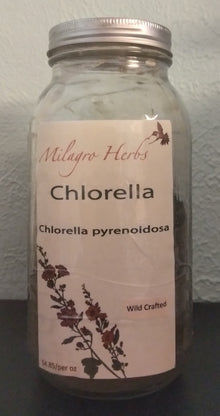 Chlorella (Dried) - Wildcrafted - Milagro Herbs - Handmade Organic Herbal Remedies & Medicinal Plants