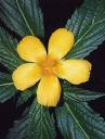 Damiana Tincture - Organic - Milagro Herbs - Handmade Organic Herbal Remedies & Medicinal Plants