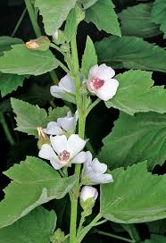 Marshmallow Root Tincture - Organic