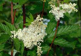 Meadowsweet Tincture - Organic