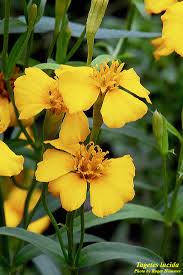 Mexican Marigold Tincture - Organic - Milagro Herbs - Handmade Organic Herbal Remedies & Medicinal Plants