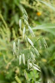 Milky Oats Tincture - Organic