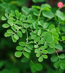 Moringa Tincture - Organic
