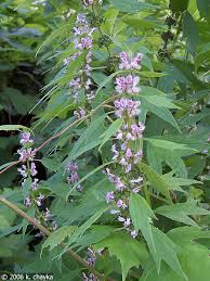 Motherwort Tincture - Organic