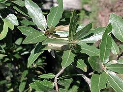 Oak Leaf Tincture - Organic