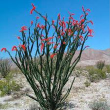 Ocotillo Tincture - Organic - Milagro Herbs - Handmade Organic Herbal Remedies & Medicinal Plants