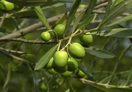 Olive Tincture - Organic