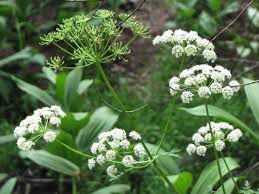 Osha Tincture - Wildcrafted