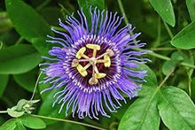 Passionflower Tincture - Organic - Milagro Herbs - Handmade Organic Herbal Remedies & Medicinal Plants