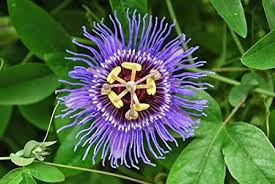 Passionflower Tincture - Organic