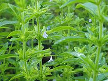 Pennyroyal (American) Tincture - Organic - Milagro Herbs - Handmade Organic Herbal Remedies & Medicinal Plants