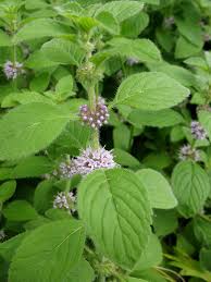 Poleo Tincture - Wildcrafted