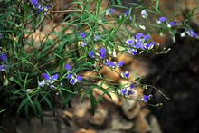 Polygala Tincture - Organic - Milagro Herbs - Handmade Organic Herbal Remedies & Medicinal Plants