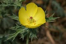 Prickly Poppy Tincture - Wildcrafted - Milagro Herbs - Handmade Organic Herbal Remedies & Medicinal Plants