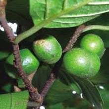 Pygeum Tincture - Organic - Milagro Herbs - Handmade Organic Herbal Remedies & Medicinal Plants