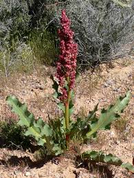 Red Dock (Canaigre) Tincture - Wildcrafted