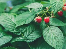 Red Raspberry Tincture - Organic - Milagro Herbs - Handmade Organic Herbal Remedies & Medicinal Plants