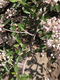 Red Root (NJ Tea) Tincture - Wildcrafted