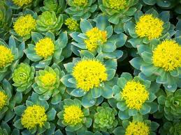 Rhodiola Tincture - Organic