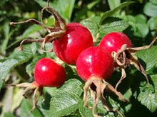 Rose Hips Tincture - Organic - Milagro Herbs - Handmade Organic Herbal Remedies & Medicinal Plants