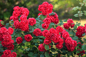 Rose Petal Tincture - Organic