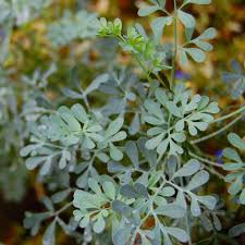 Rue Tincture - Organic